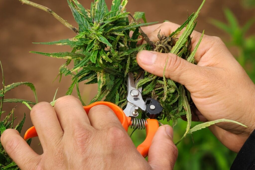 屋外で大麻植物をオレンジの剪定ばさみでハンドトリミングしている手元クローズアップ