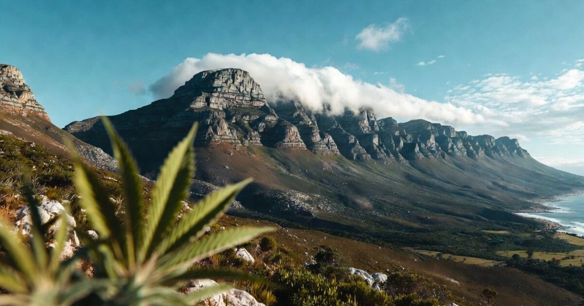 前景に大きな大麻の葉が広がり、背景に雲に覆われた壮大なテーブルマウンテン（南アフリカ）の山脈と海岸線が広がる美しい自然風景