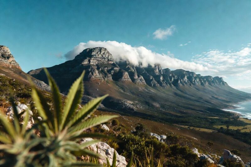 前景に大きな大麻の葉が広がり、背景に雲に覆われた壮大なテーブルマウンテン（南アフリカ）の山脈と海岸線が広がる美しい自然風景
