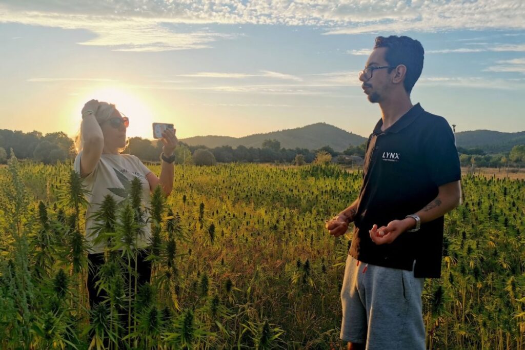 夕陽が沈む大麻畑で、女性がスマホで写真を撮影し、男性が隣で話している様子