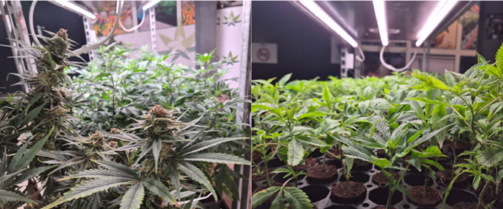 屋内栽培施設で育てられるカンナビス植物。左は開花期の成熟した花穂、右は育苗段階の若い株がLED照明の下で管理されている。