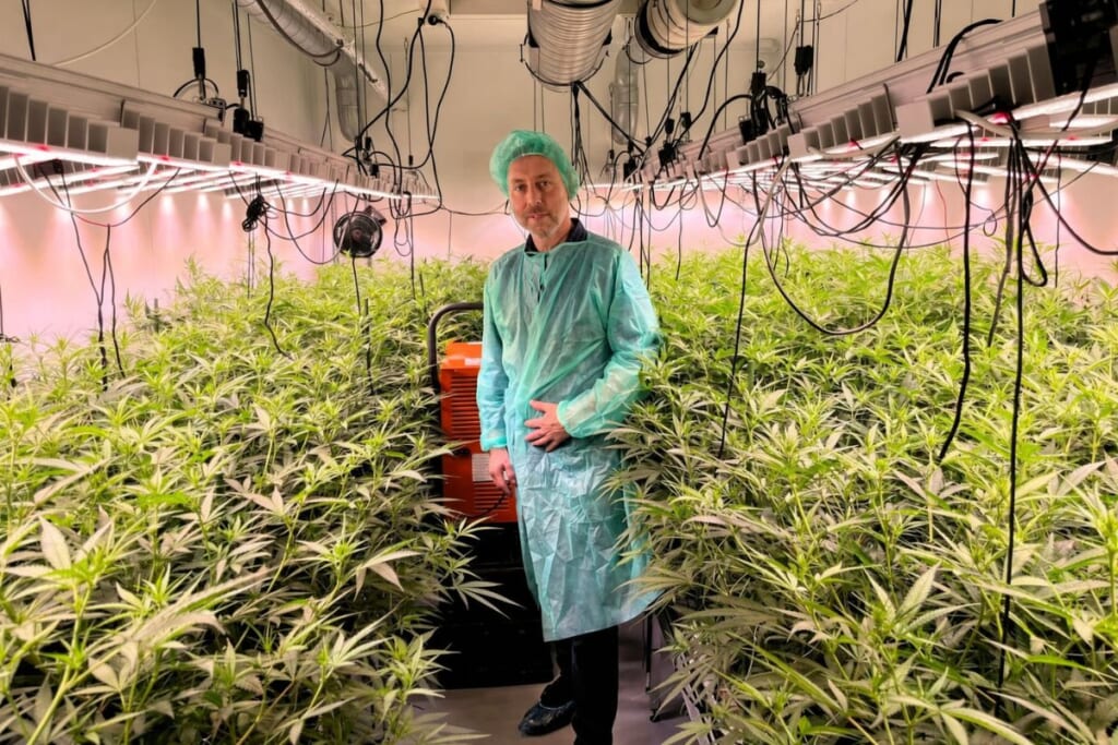 LED照明の下で大麻の植物が密集して栽培されている施設内に立つ、緑色の防護服を着た男性。