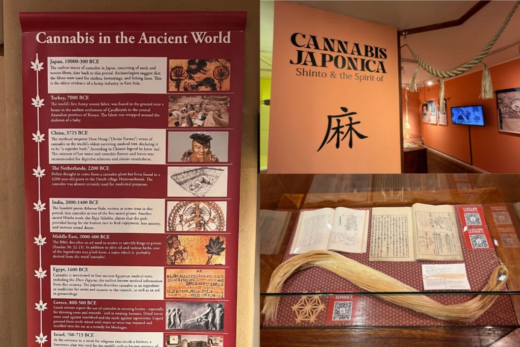 博物館の展示写真。左側は「Cannabis in the Ancient World」と題した赤いパネルで、日本・トルコ・中国など古代の大麻の歴史が写真付きで紹介されている。右側上部は「CANNABIS JAPONICA Shinto & the Spirit of」と大書されたオレンジの壁に「麻」の文字。下部はガラスケース内に古い和本と麻繊維が展示されている様子